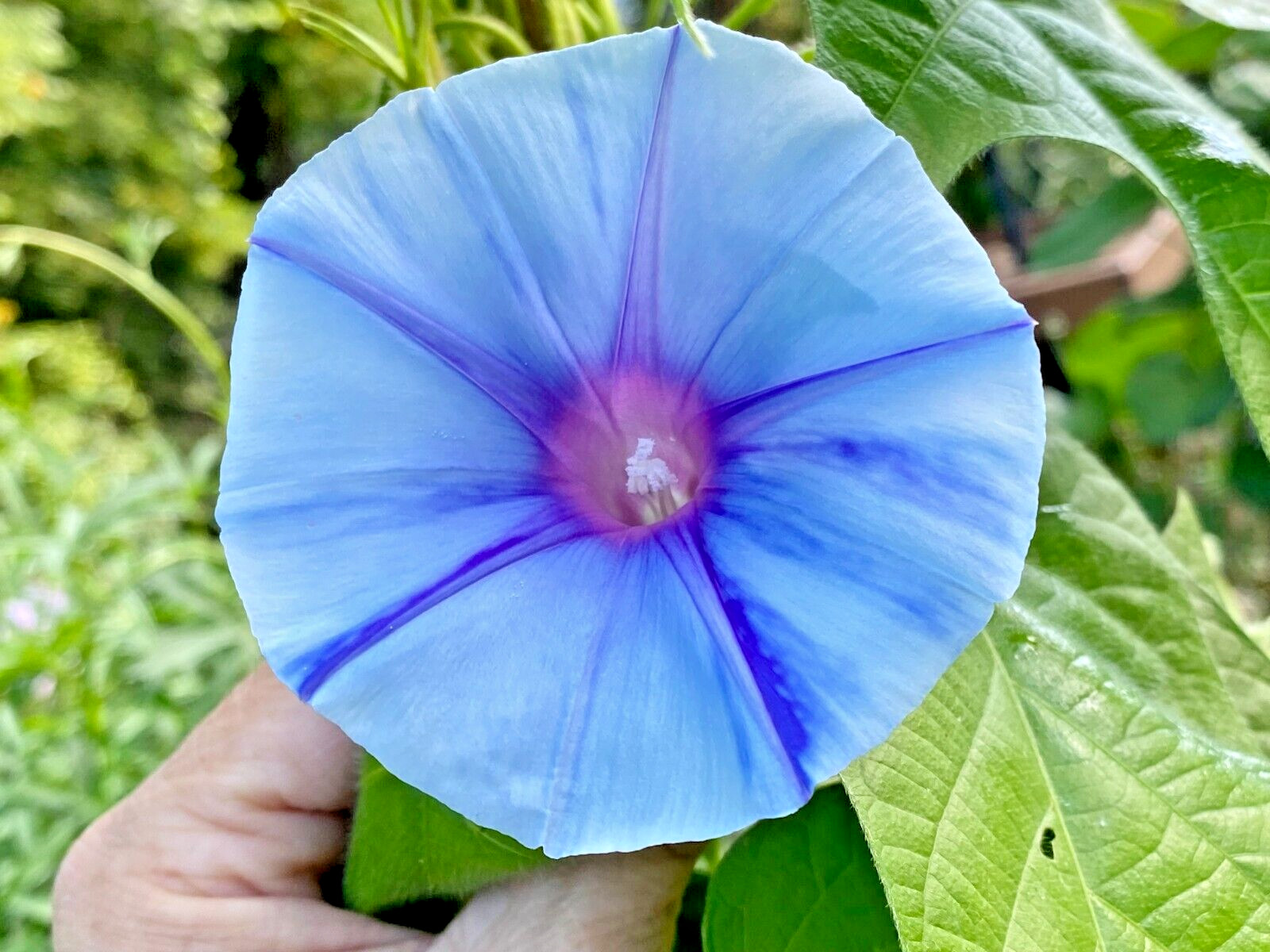 ‘SORA’ Japanese Morning Glory – 8 Seeds-Blue Blizzard Flowers