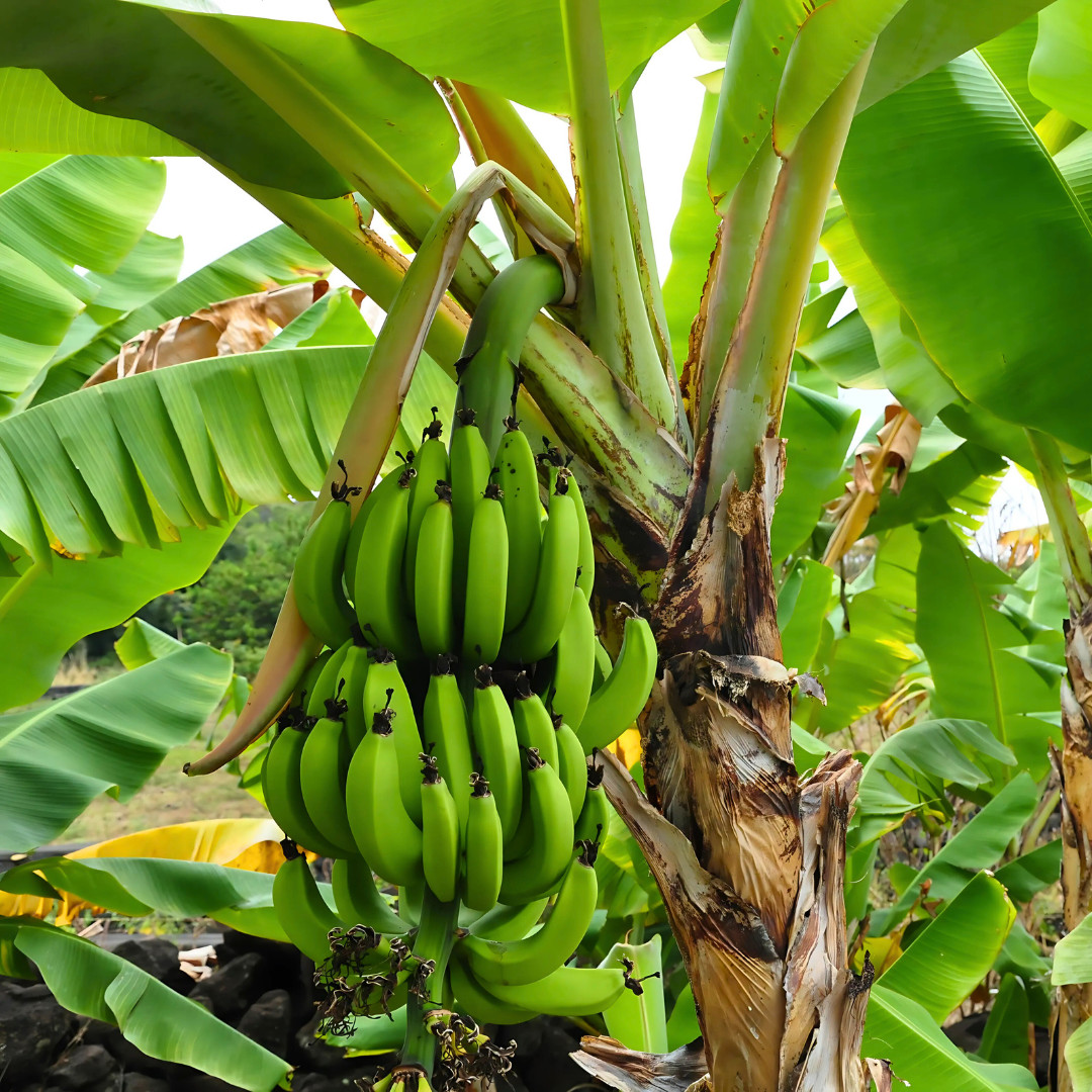 Fresh Sweet Golden Banana Seeds | 10 Seeds | Heirloom Non-GMO | Fruit Seeds