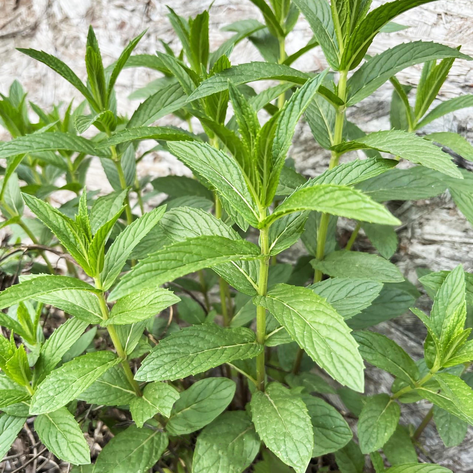 10 Plant Mint Spearmint Live Plant TENDER ROOTS Edible Aromatic Herb, Organic