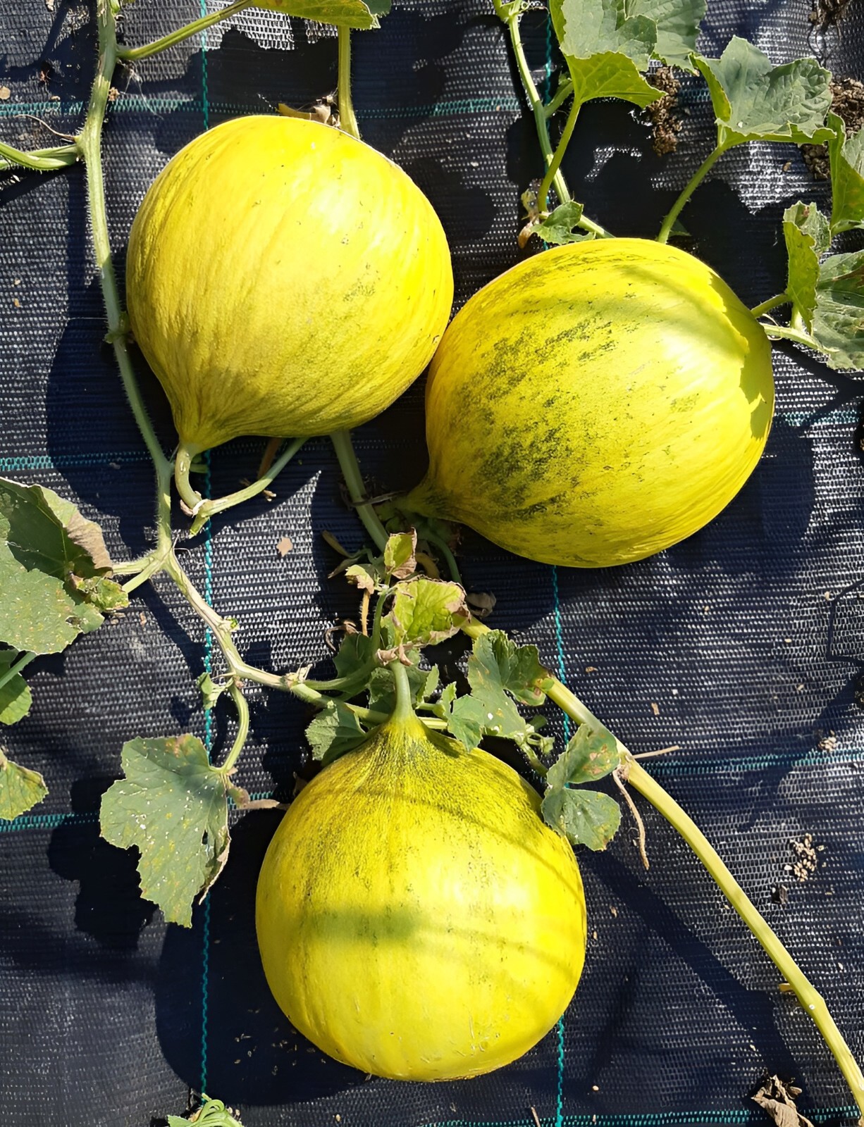 40 Heirloom Golden Beauty Casaba Melon Seeds – Super Sweet Golden Melon