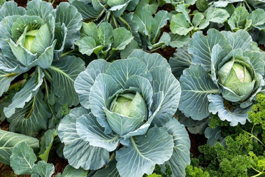 4000+ Cabbage Seed – All Seasons — Heirloom — NON GMO — FRESH