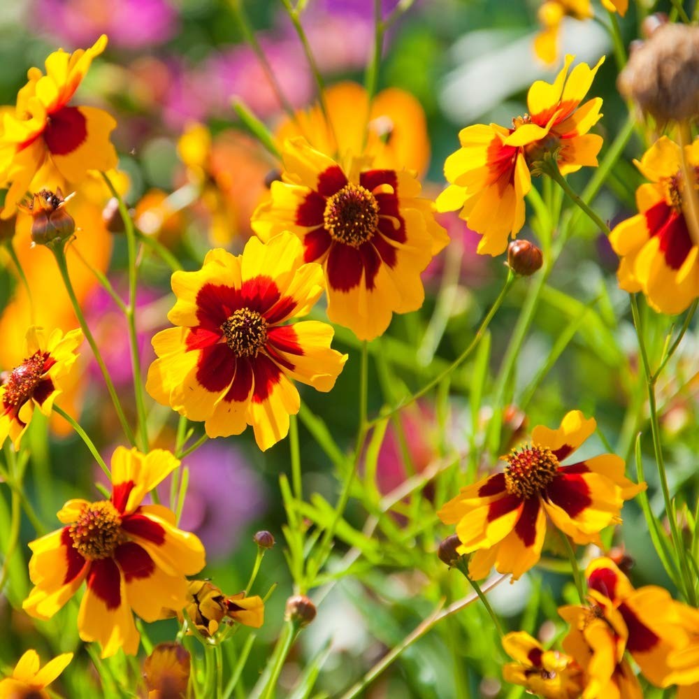 Plains Coreopsis Seeds 5000 Pcs. Annual, Drought & Humidity Tolerant, Flower…