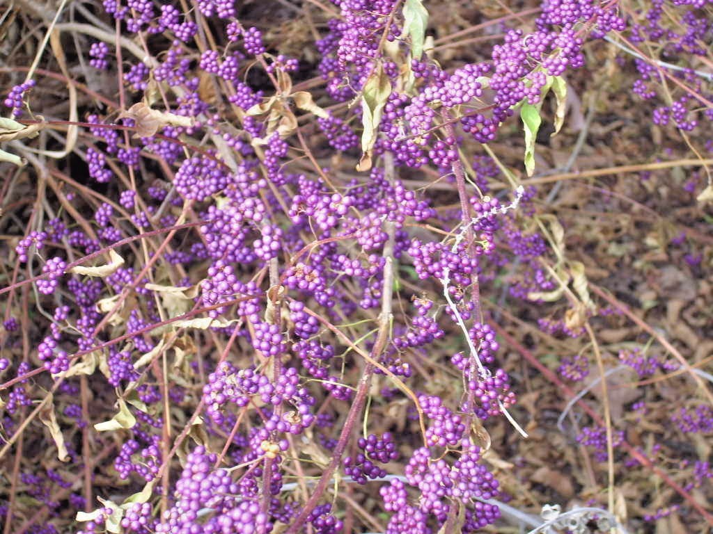 30 AMERICAN BEAUTY BERRY SEEDS – Callicarpa americana