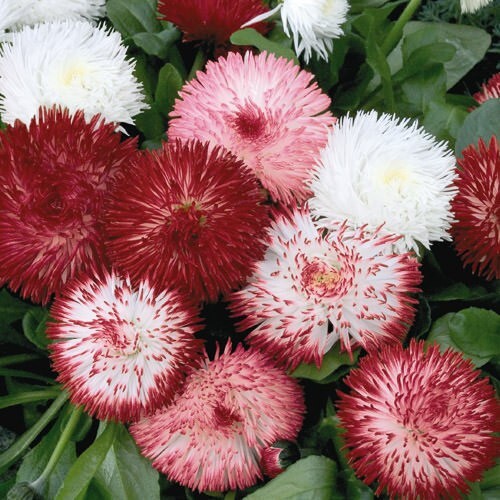 200+ Red & White English Daisy Seeds for Garden Planting – USA – FREE SHIPPING!