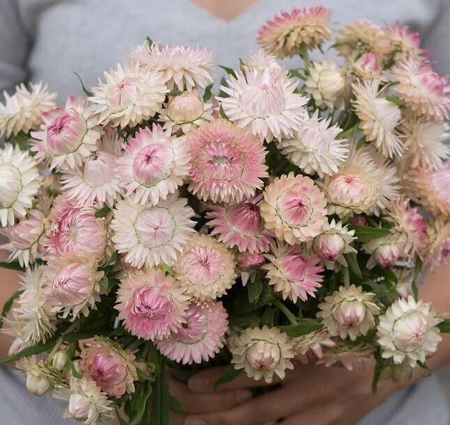 100+ Strawflower Silvery Rose seeds