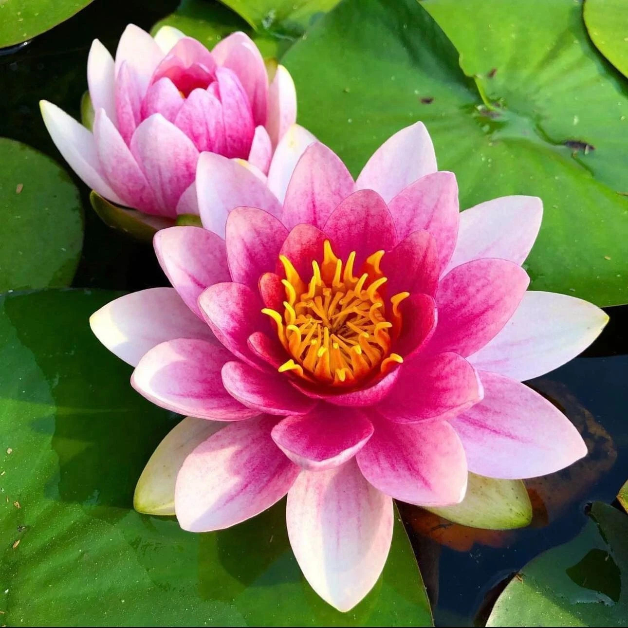 Nymphaea Attraction Red Hardy Water Lily Tuber Live Aquatic Pond Plant Bulb #3