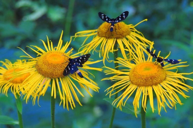 Inula helenium ELECAMPANE – large yellow flowers – PERENNIAL Seeds!