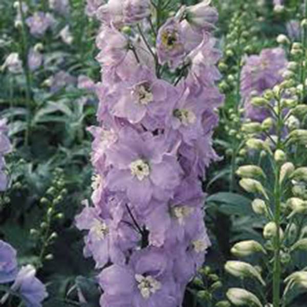 LARKSPUR, GIANT IMPERIAL 1000+ SEEDS NEWLY HARVESTED, A GREAT CUT FLOWER