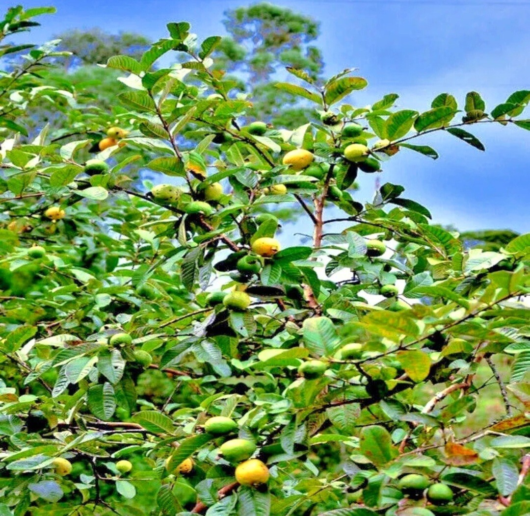 30 Pink Guava Tree Seeds Tropical Strawberry Ruby Supreme Psidium guajava