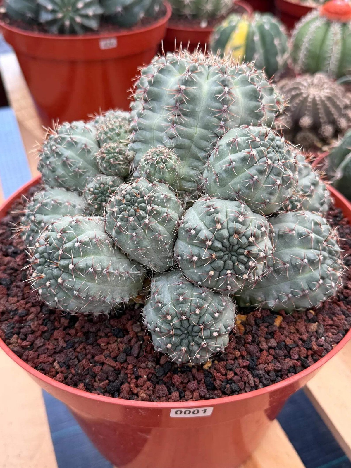 Large Gymnocalycium Baldianum Cluster | Rare Seed‑Grown Live Cactus Plant