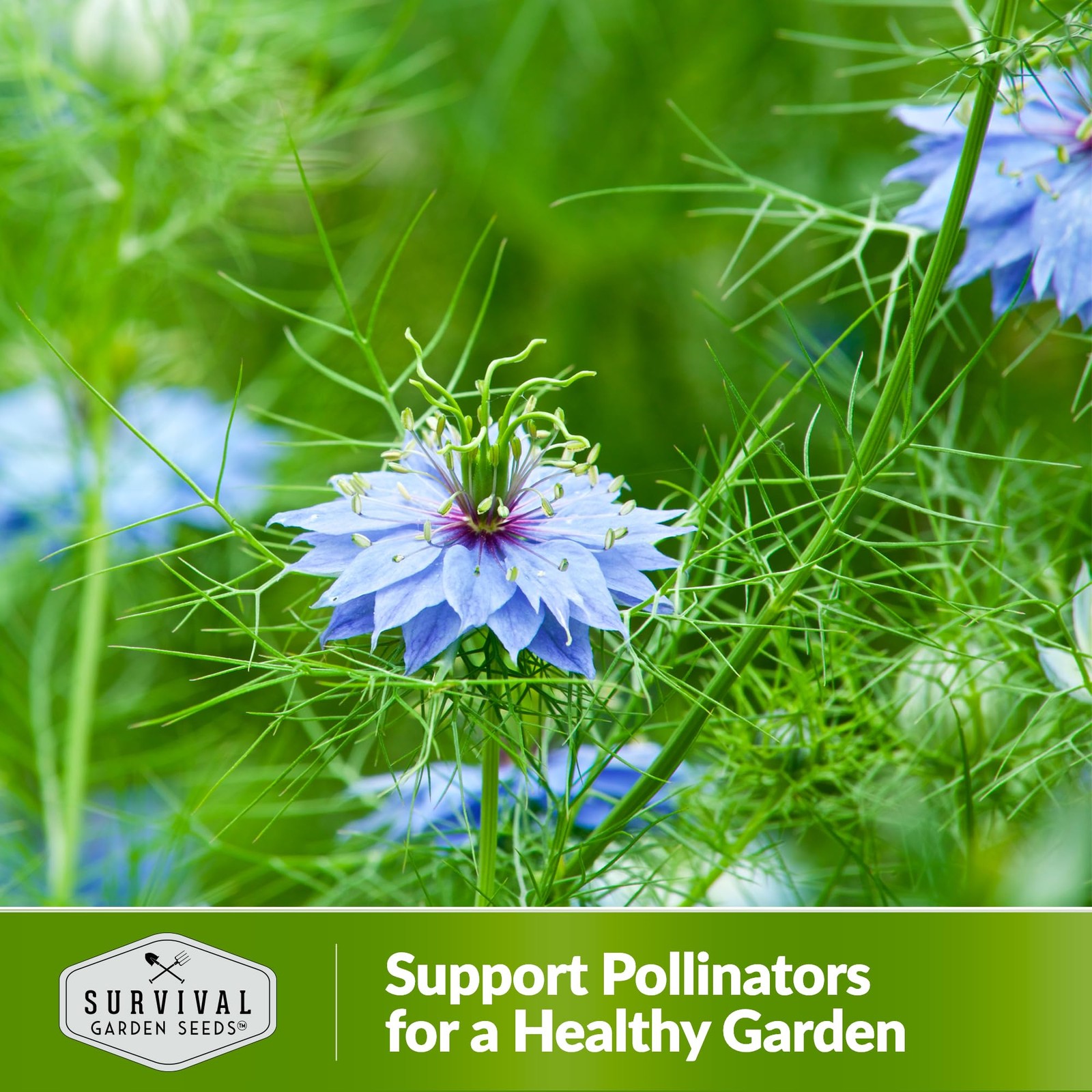 Nigella Sativa Seeds 5 Packets of NonGMO Black Cumin for Home Gardening