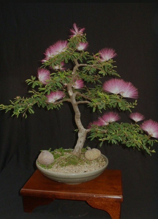 Albizia Julibrissin Mimosa Bonsai Persian Pink Silk Blossoms 10 RARE SEEDS