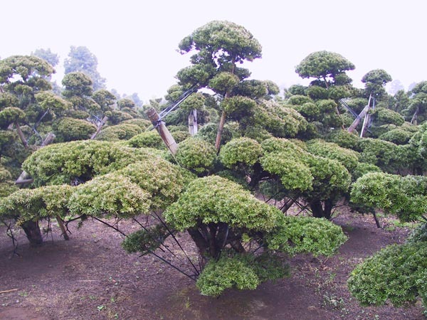 Japanese Yew, Taxus cuspidata capitata, Tree Seeds