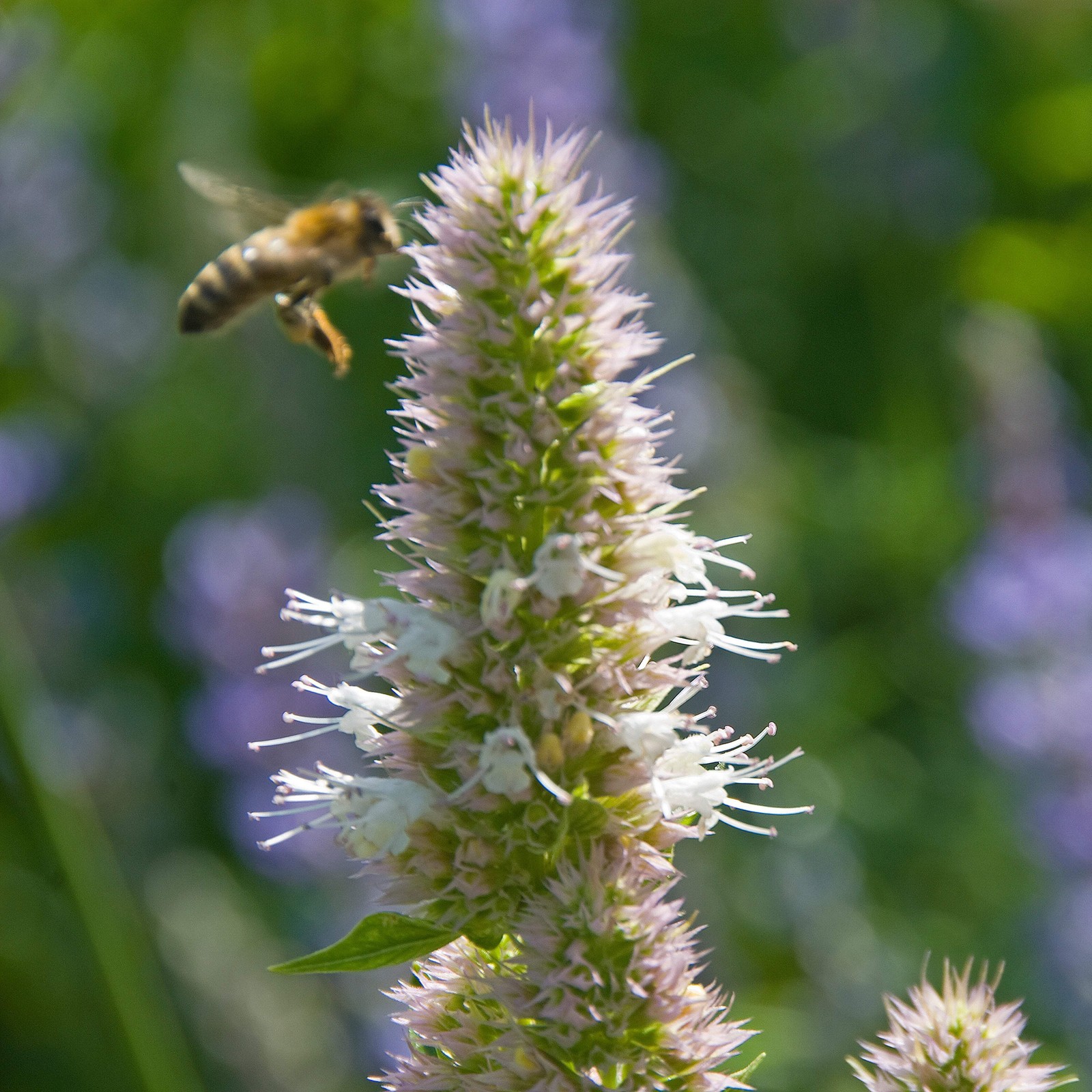 Nettleleaf Giant Hyssop Seeds (Agastache urticifolia) ~Native Wildflower Garden