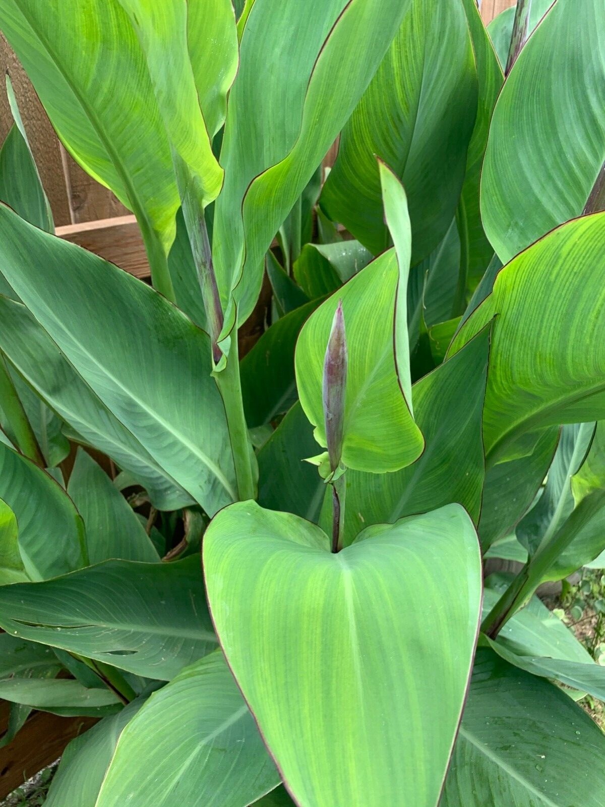 XL Canna Lily Bulbs – Bright Bold Red Flowers Tall With Large Green Leaves (4)