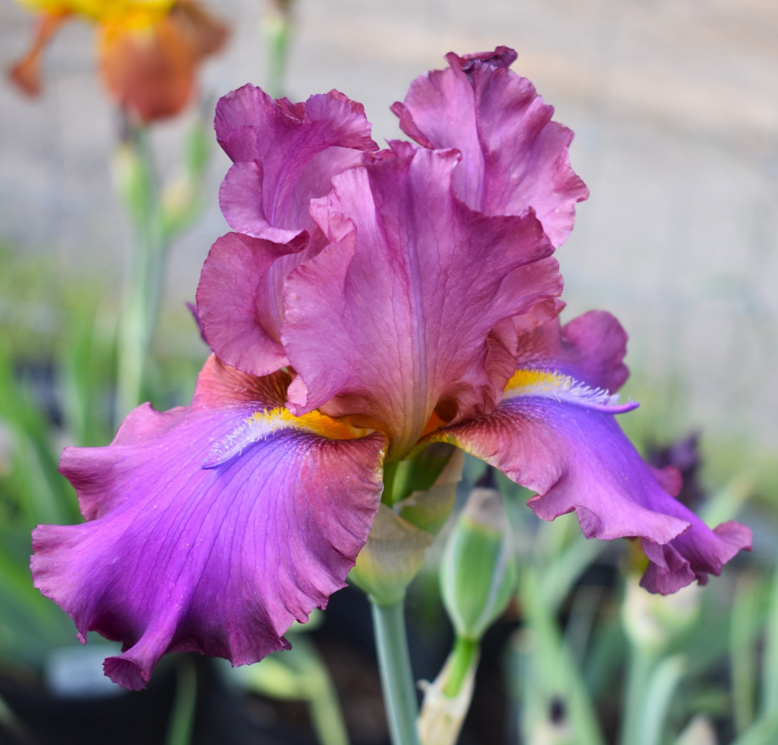‘Hook’ Tall Bearded Iris Rhizome PRE-SALE to Ship Aug/Sept