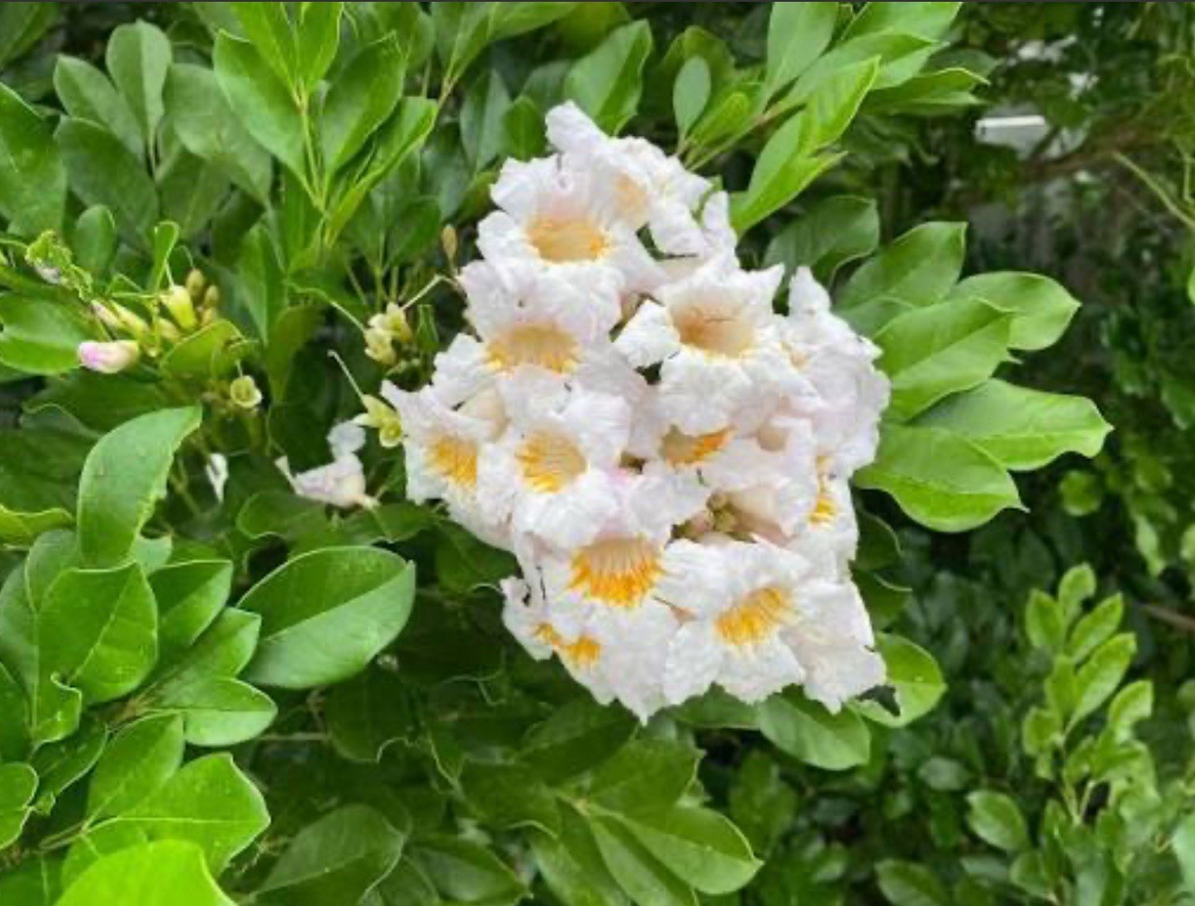 4″Pot of Dwarf Asian Tree Jasmine-RADEMACHERA KUNMING -AKA Dwarf Tree Jasmine