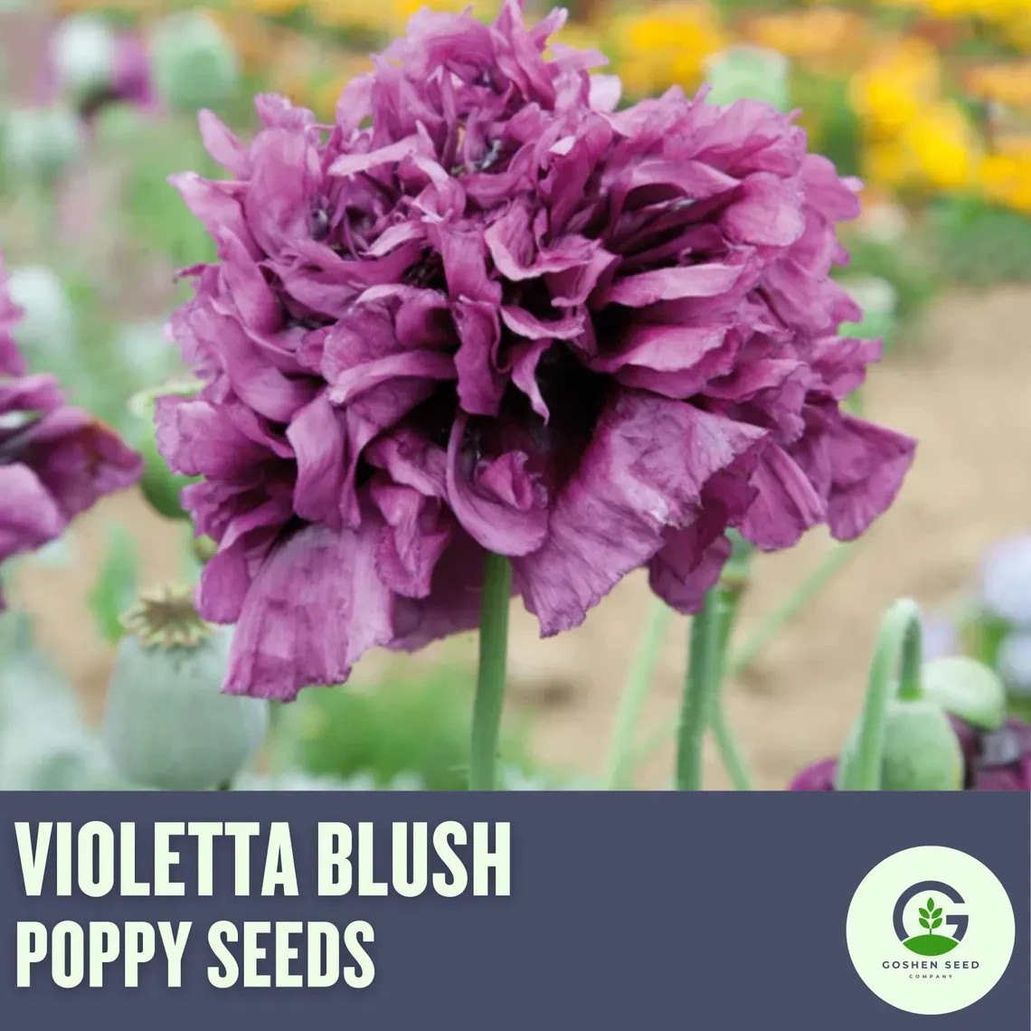Violetta Blush Poppy Seeds | Soft Mauve Blooms | Delicate Heirloom Flowers | Eas