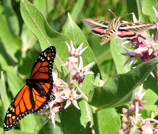 MILKWEED SHOWY Asclepias Speciosa – 50 Bulk Seeds