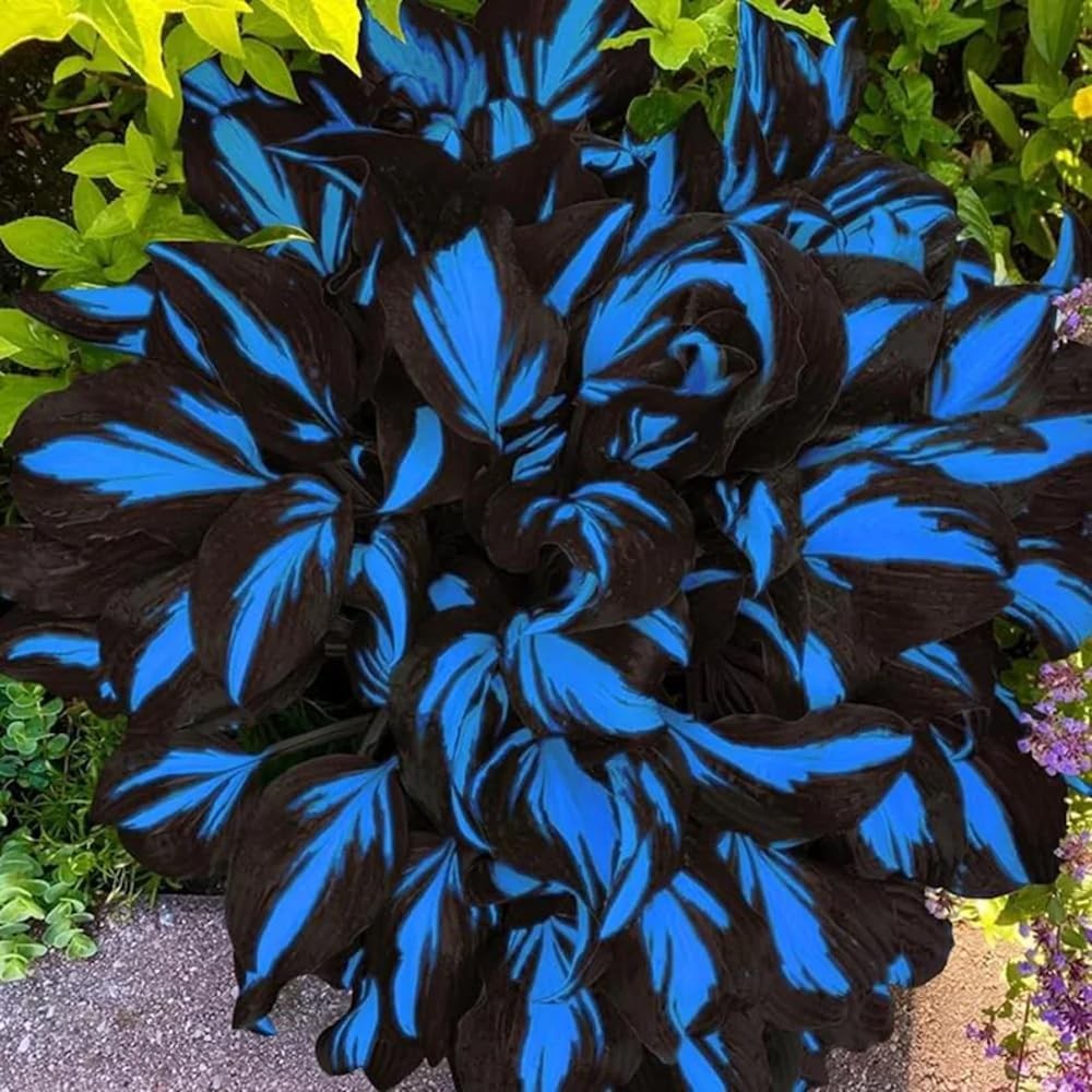 150+ Hostas Seed Midnight Blue for Planting Outdoors-Rare Hostas Seeds Dark Blue