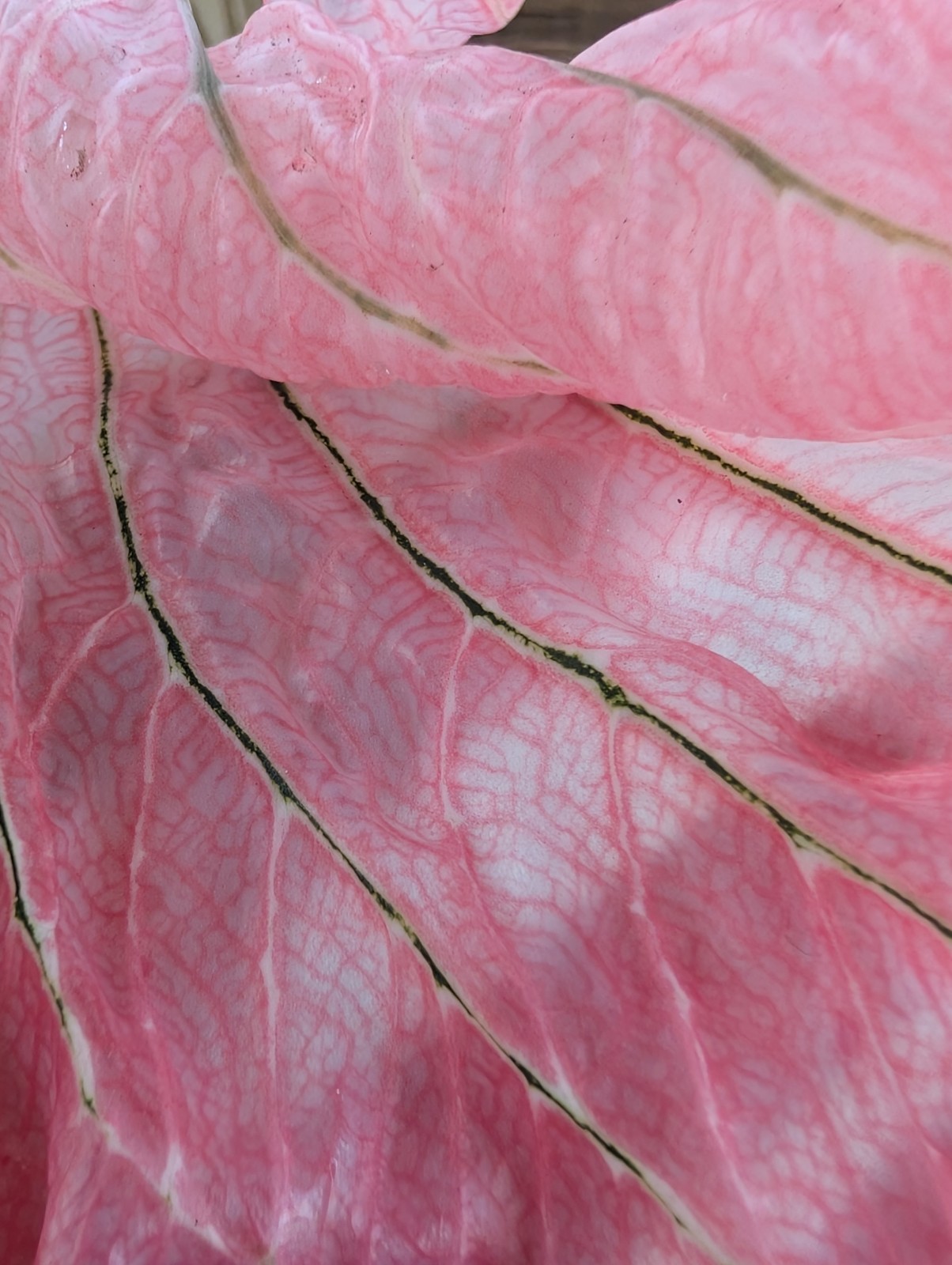 5 Thai Beauty Caladium Bulbs Big Leaves Easy To Grow Rare Arum Pink Plants Plant