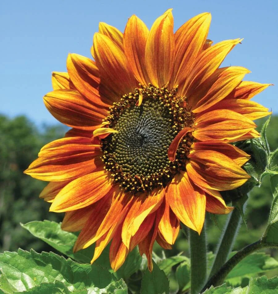 8 Species Mix Sunflower Seeds For Planting Assorted Variety Sun Flower Seed 2024