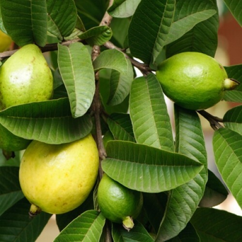 Psidium Guajava 1800 Seeds, Fragrant Common Apple Guava Fruit Tree Shrub Bonsai