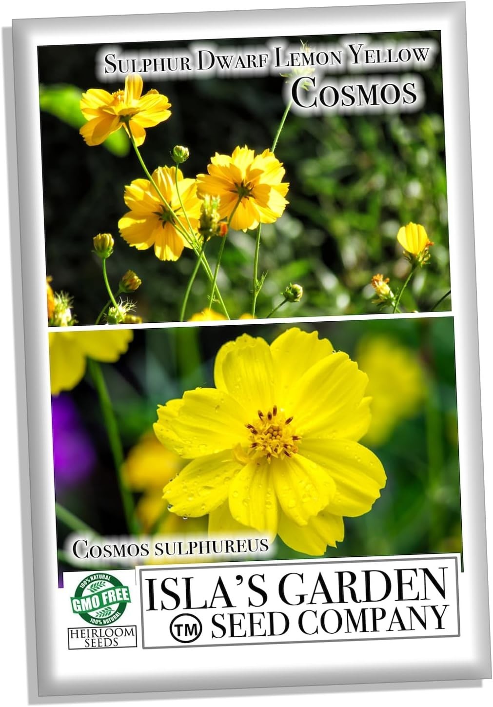 Lemon Yellow Sulphur Dwarf Cosmos Flower Seeds for Planting, 100+ Heirloom Se…