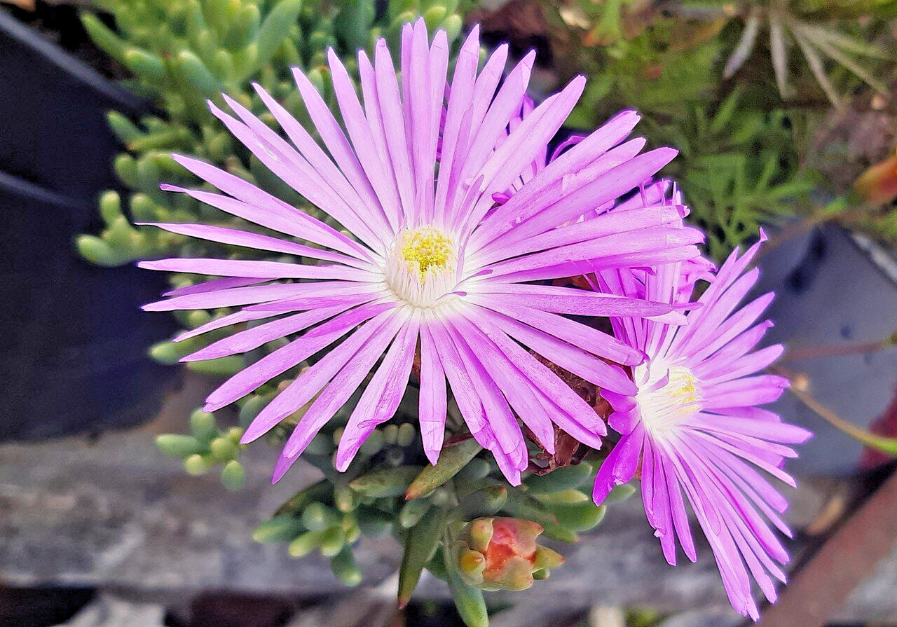 1000 PINK ICE PLANT Seeds (Dorotheanthus bellidiformis) Succulent Plant Seeds