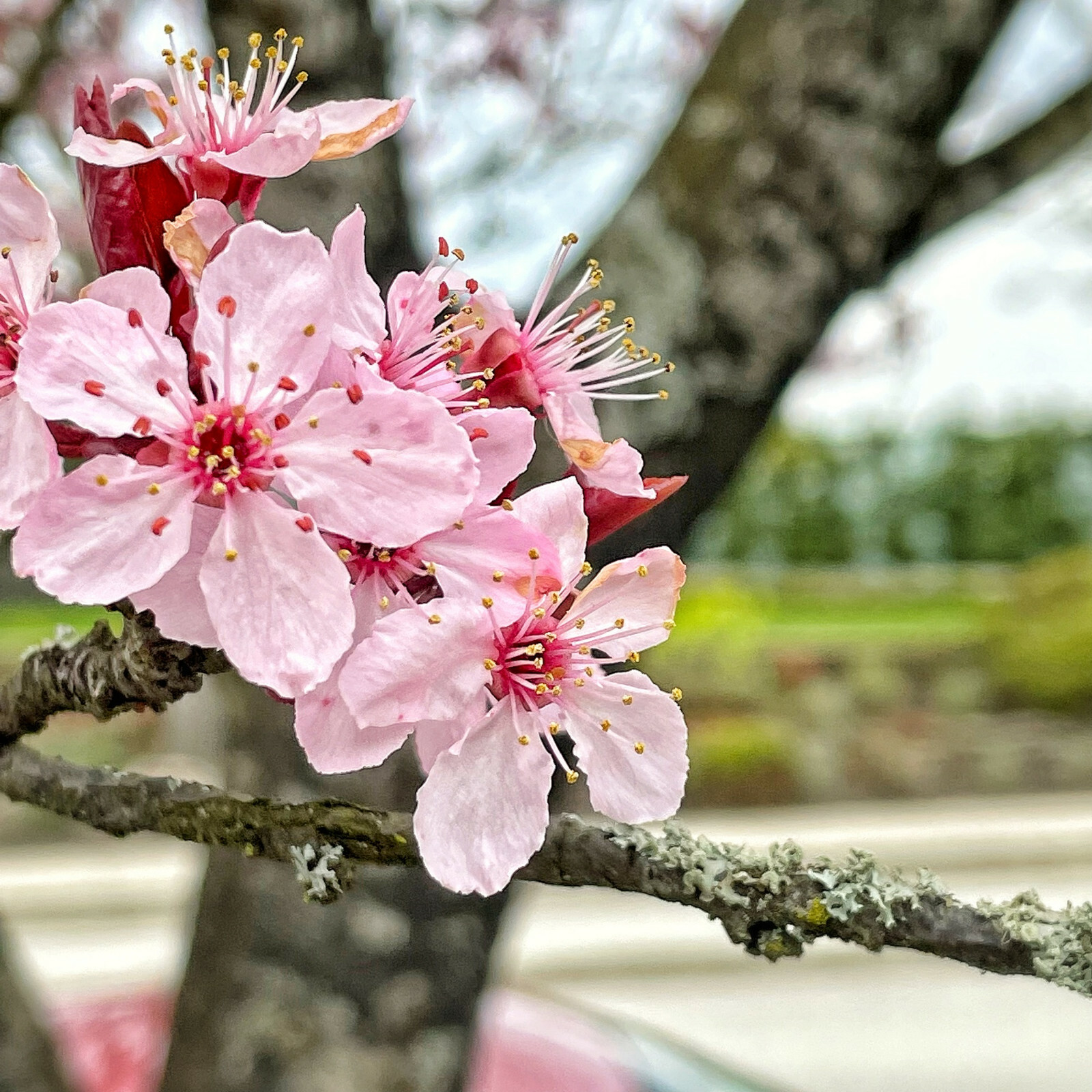 20 Japanese Cherry Blossom Tree Seeds, P. serrulata Pink Flowering Sakura Bonsai