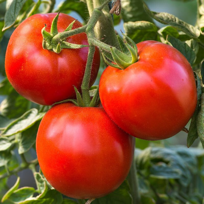 50+ RUTGERS HEIRLOOM TOMATO SEEDS – FRESH FOR YOUR VEGETABLE GARDENS