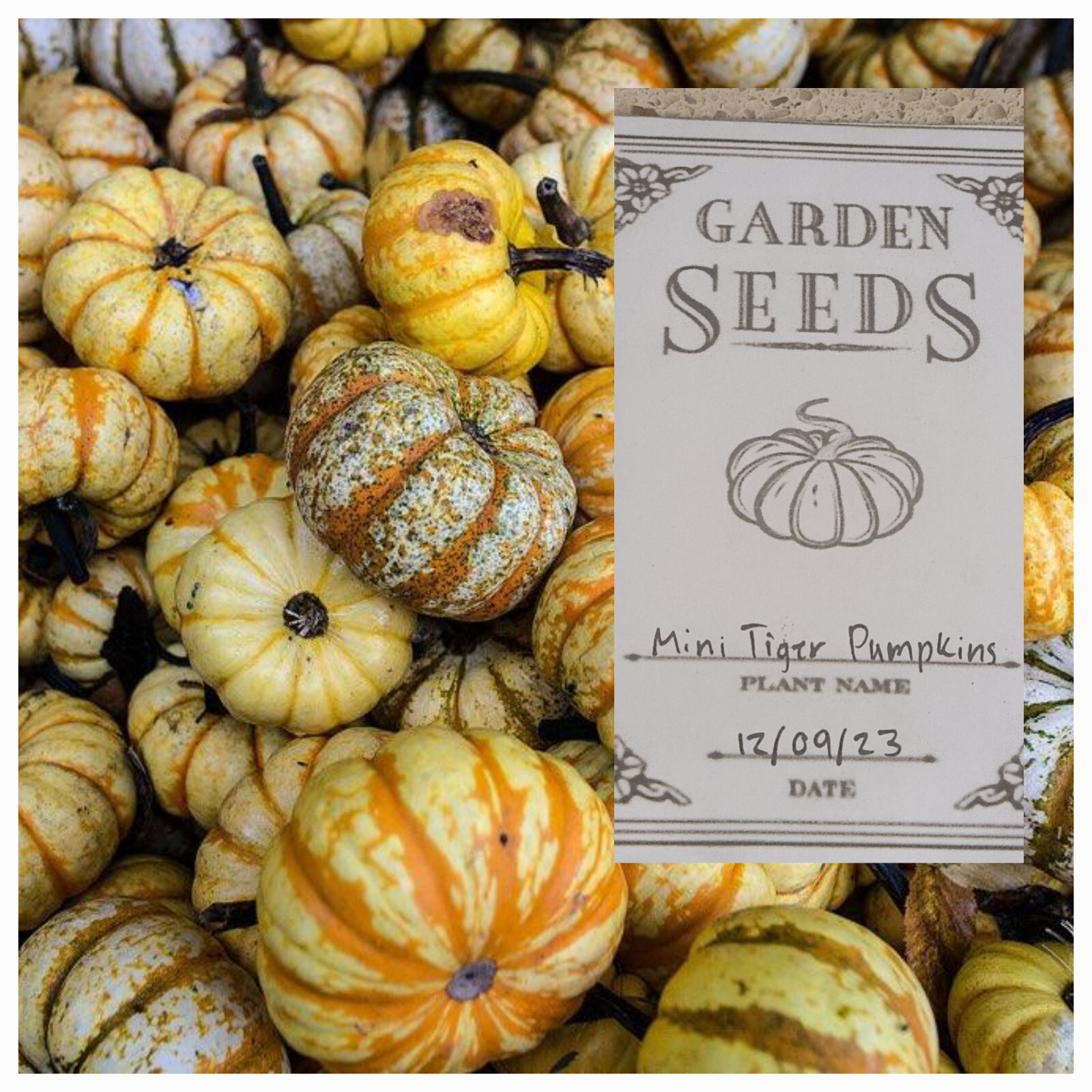 20 Tiger Pumpkin seeds Handmade Local Farmer Harvested Great Germination Rate