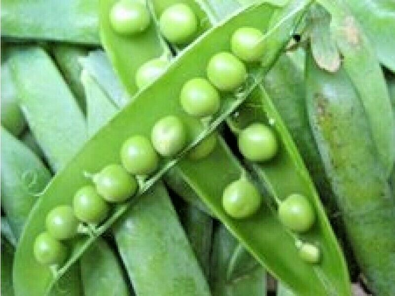 100+LINCOLN SHELLING PEA Seeds Homesteader Native Heirloom Vegetable Spring Fall