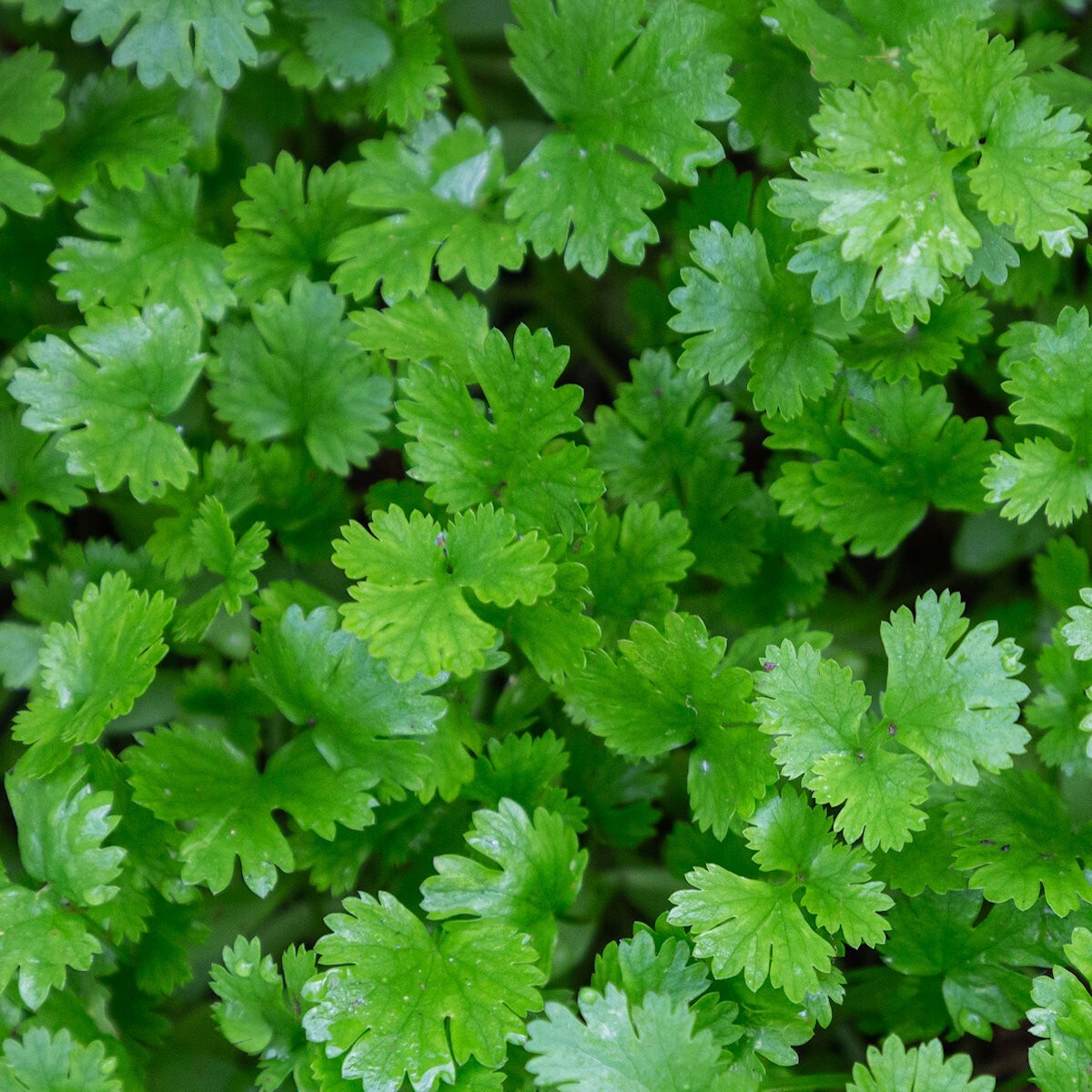 500 Leisure Coriander Cilantro Herb Seeds – Everwilde Farms Mylar Seed Packet