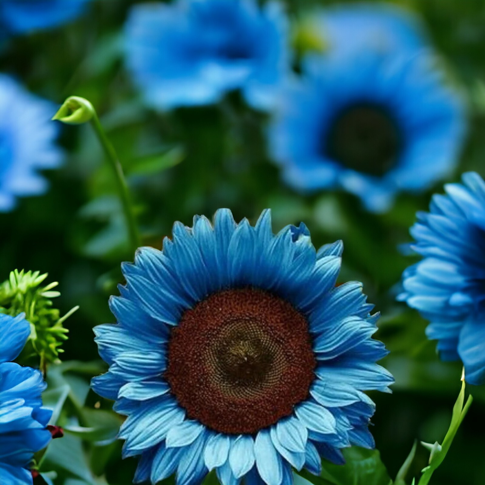 50pcs Midnight Oil Blue Sunflower Seeds Rare Bonsai Black Hybrid for Your Garden