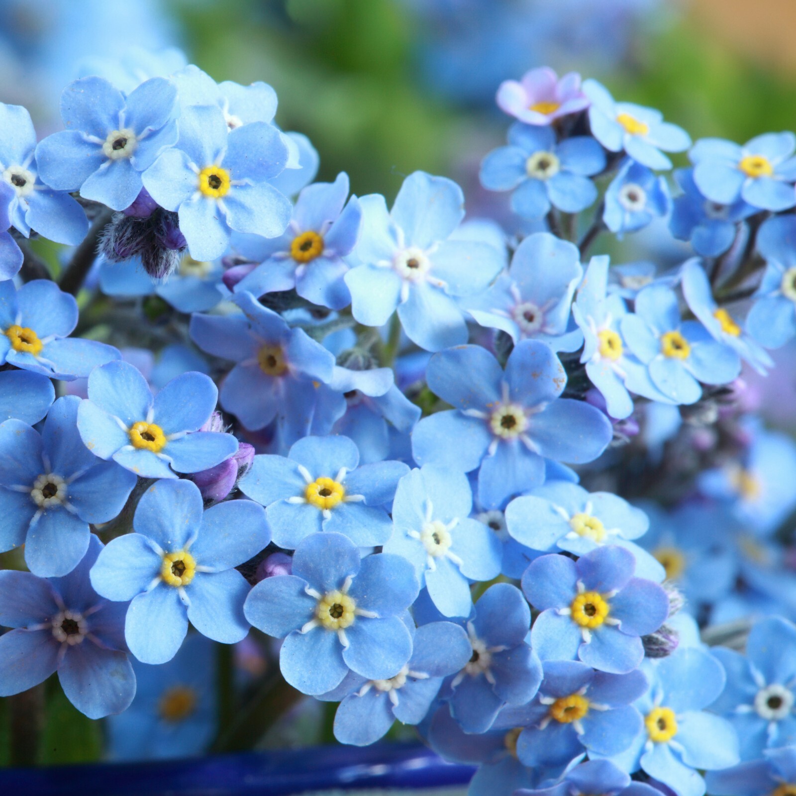 401+FORGET ME NOT Seed Woodland Wildflower Blue Blooms Spring Summer F.Sun/Shade