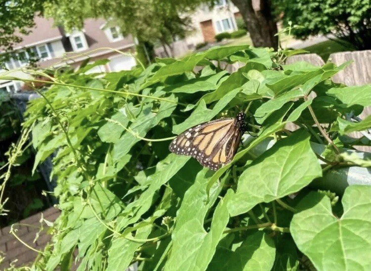 Honeyvine Milkweed Bluevine Sandvine 100 Seeds Monarch Butterfly Host Plant