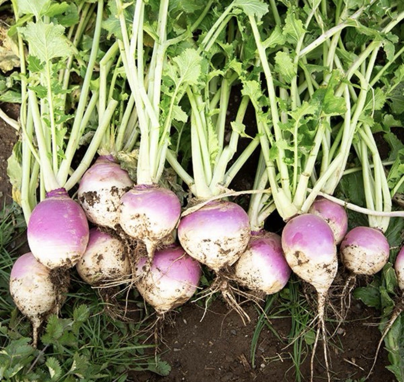 Purple Top White Globe Turnip Seeds, 1/4 LB, NON-GMO 2026
