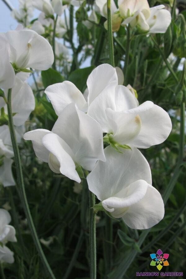 50+ Bramdean Sweet Pea Seeds for Garden Planting – USA – FREE SHIPPING!