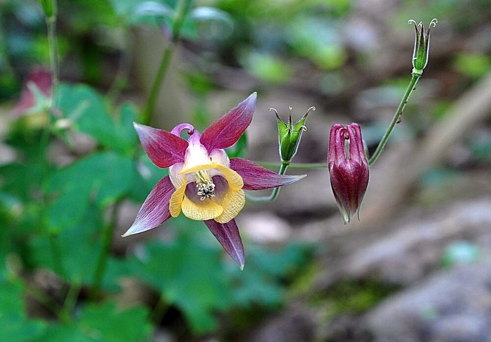 Aquilegia Oxysepala – Oriental Columbine seed