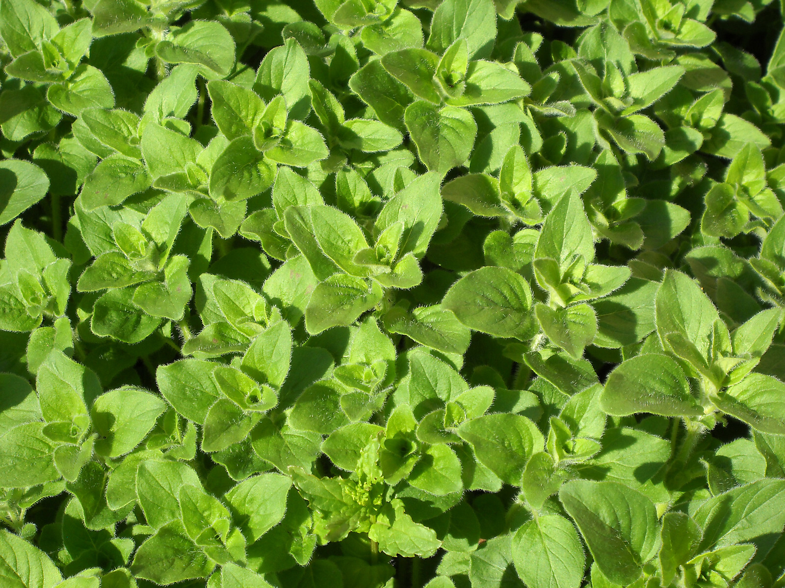 Oregano Seeds- Greek- Herb Seeds- 300+ 2021 Seeds Grown in 2020