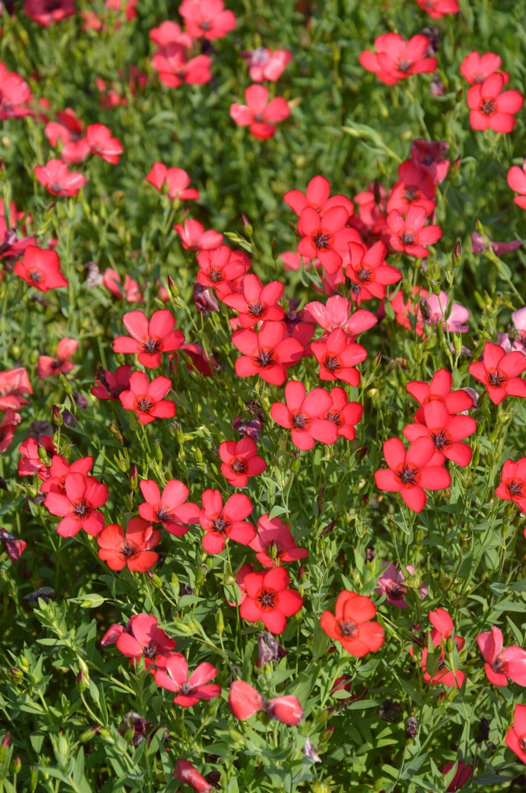 Scarlet Flax SEEDS (linum grandiflorum rubrum)