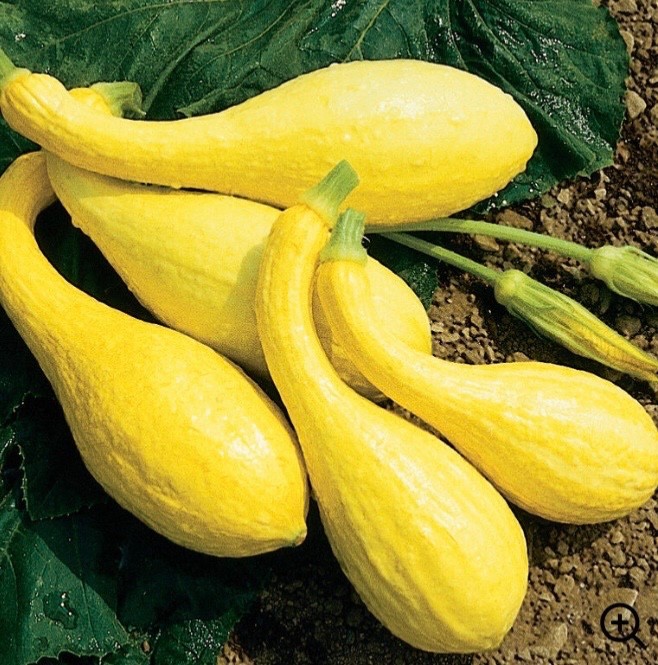 10+ Yellow Crookneck Summer Squash Seeds, Fresh Non-GMO Organic, USA Seller 🇺🇸