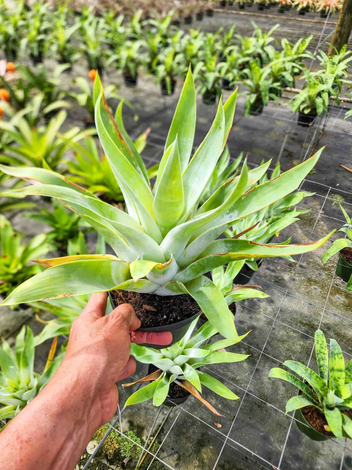 Catopsis Berteroniana 6″ pot – Live Plant