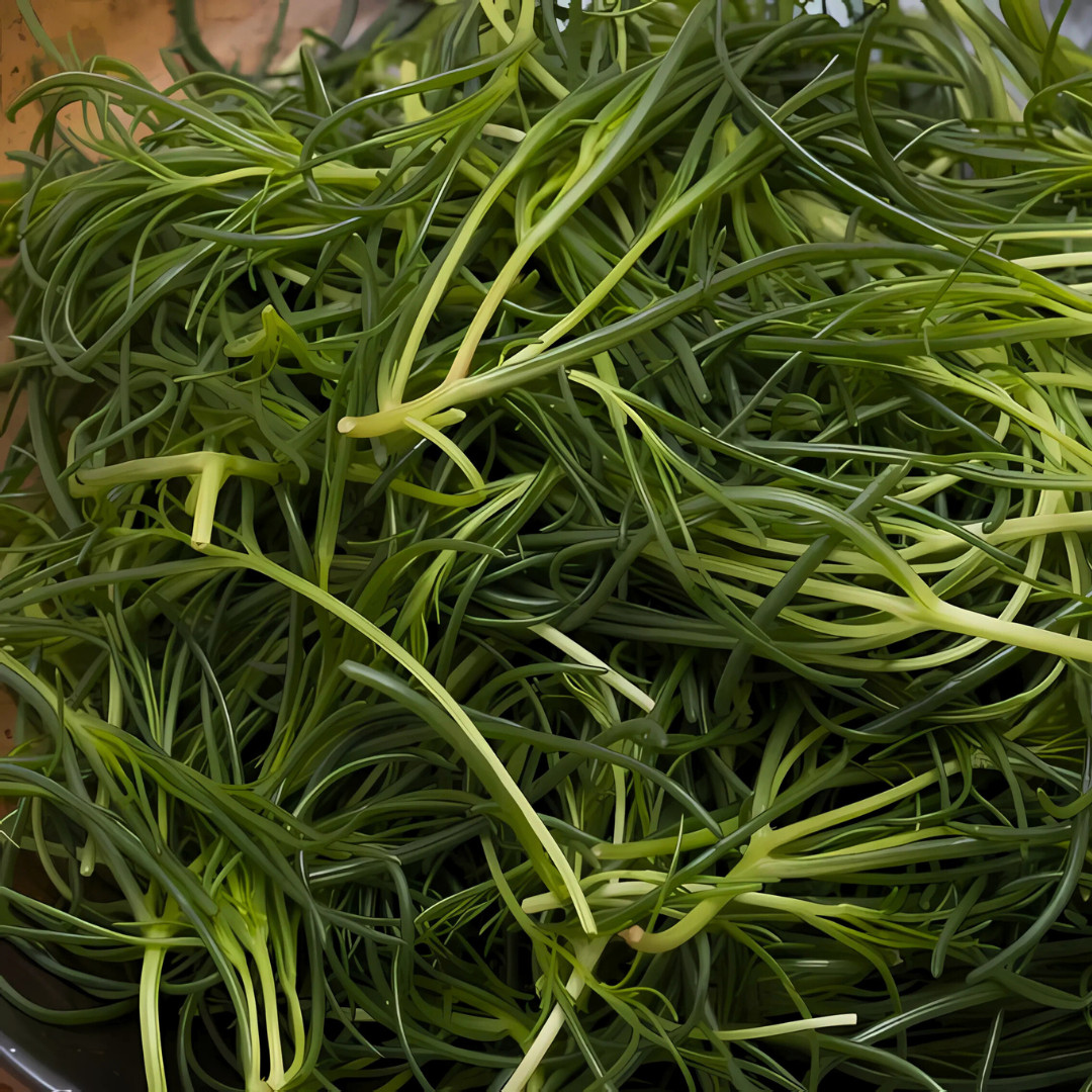 Fresh Oka Hijiki Seaweed Mustard Seeds | Heirloom Non-GMO | Asian Vegetable
