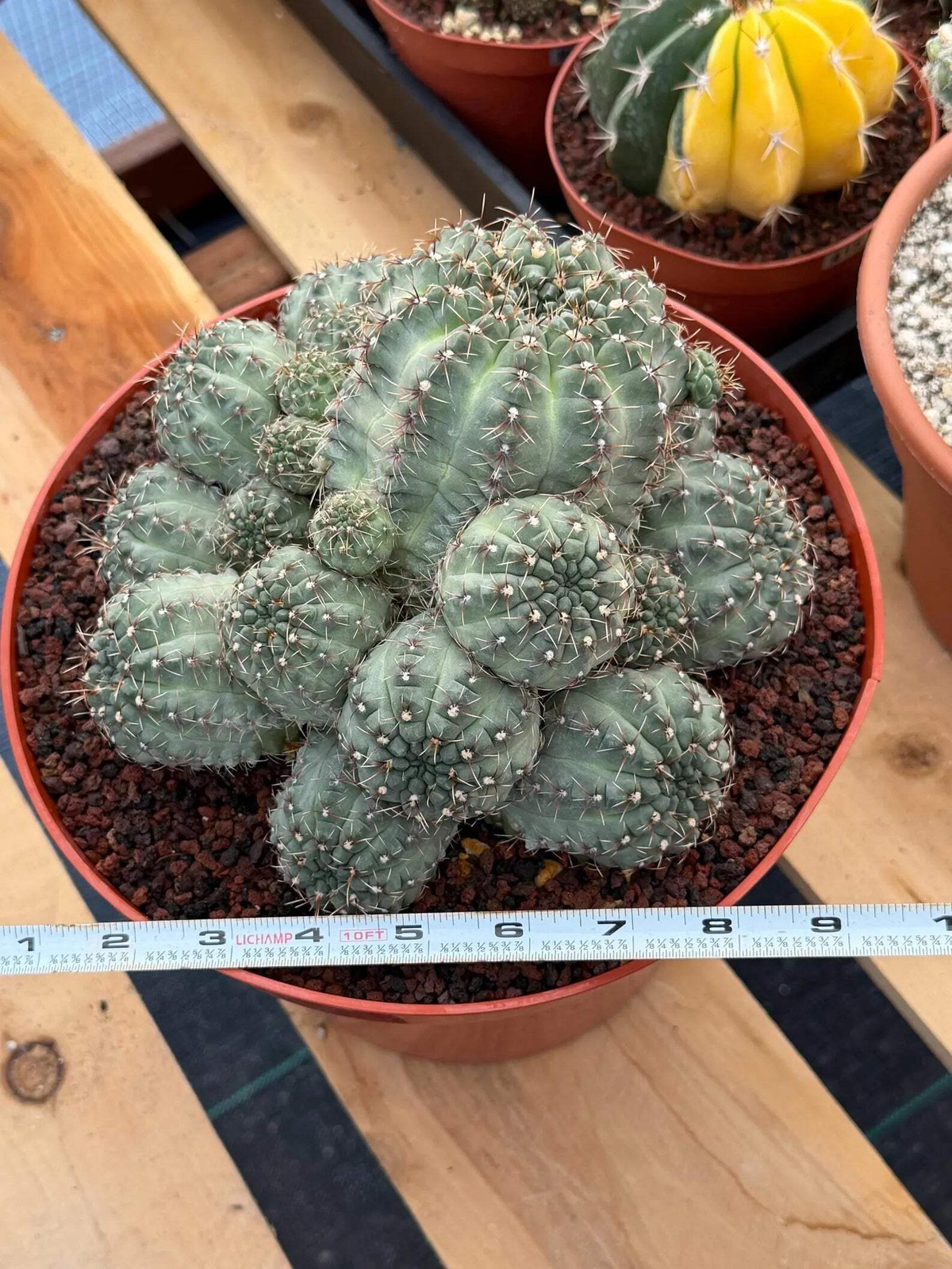 Large Gymnocalycium Baldianum Cluster | Rare Seed‑Grown Live Cactus Plant
