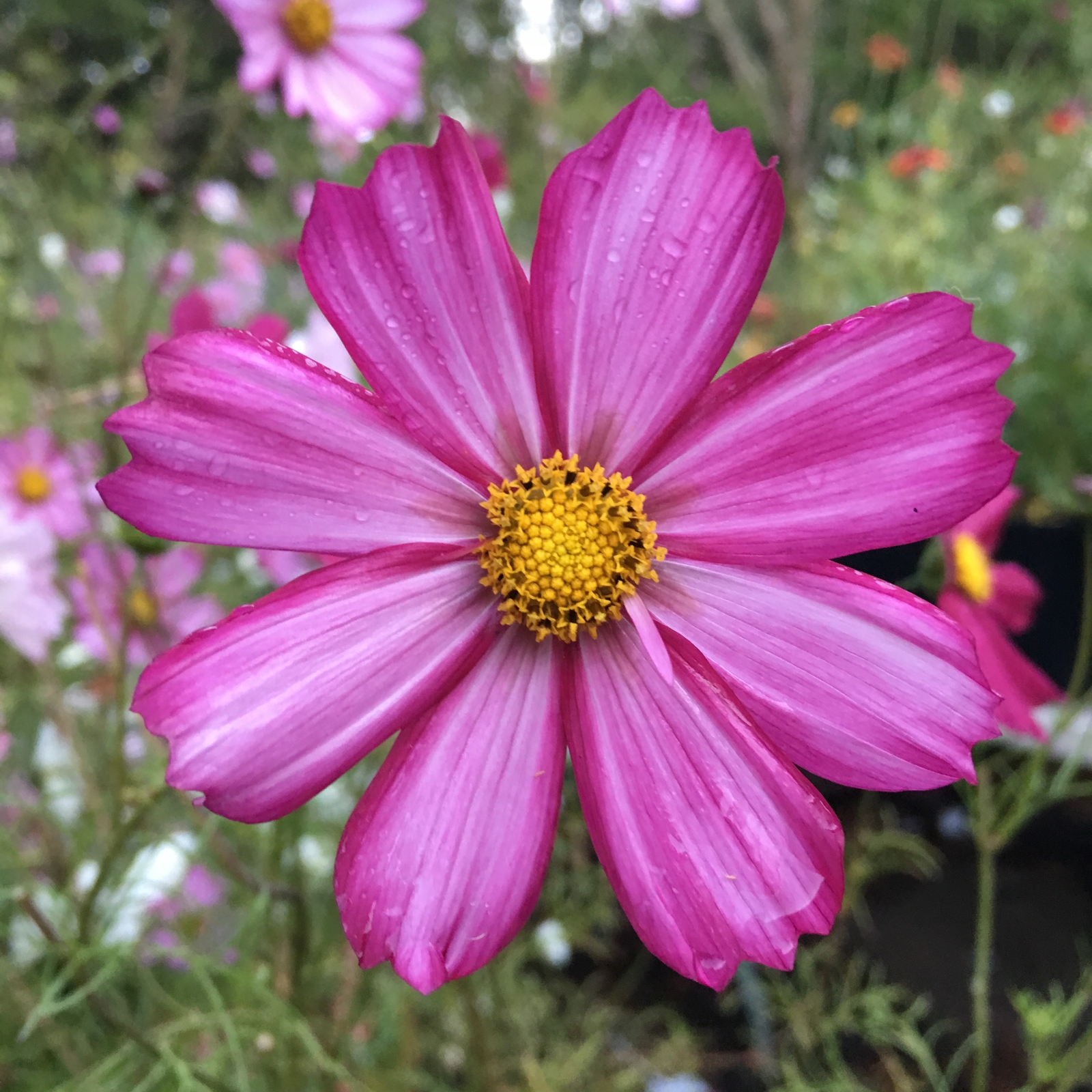 800 COSMOS BIPINNATUS Seeds (Picotee Purple Cosmos) | NON-GMO | Free shipping