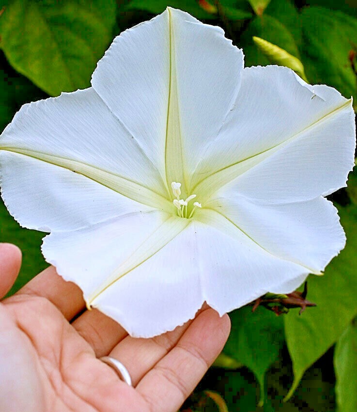 20+MOONFLOWER Flower Seeds Native Wildflower Climbing Flowering Vine Fragrant
