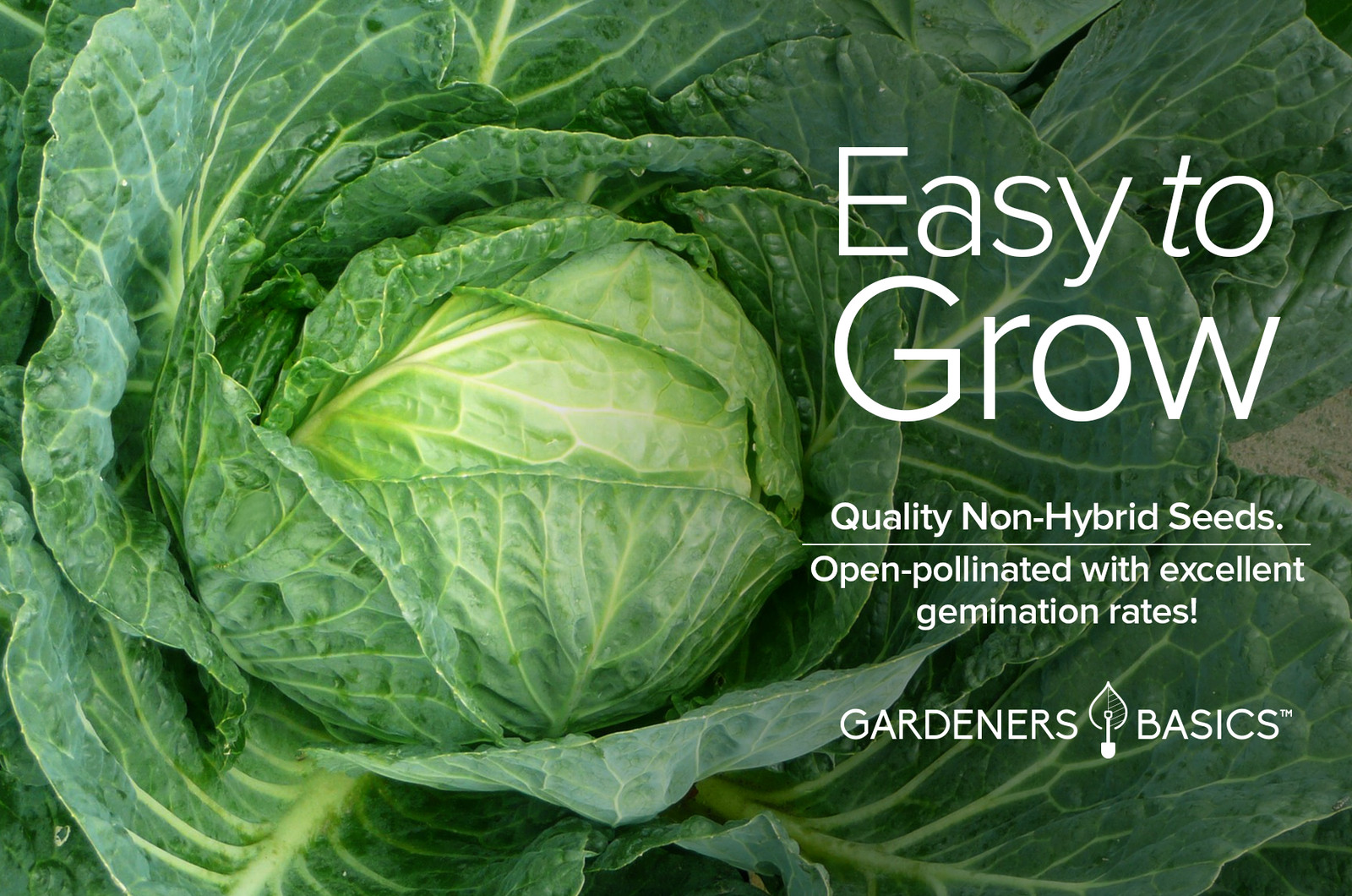 Copenhagen Market Early Cabbage Seeds