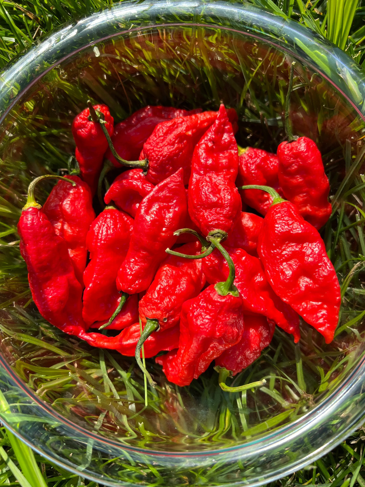 Red Ghost Pepper Seeds Pack Superhot Vegetable Pepper Seeds Pack